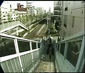 Amatrice japonaise